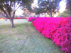 Azalias