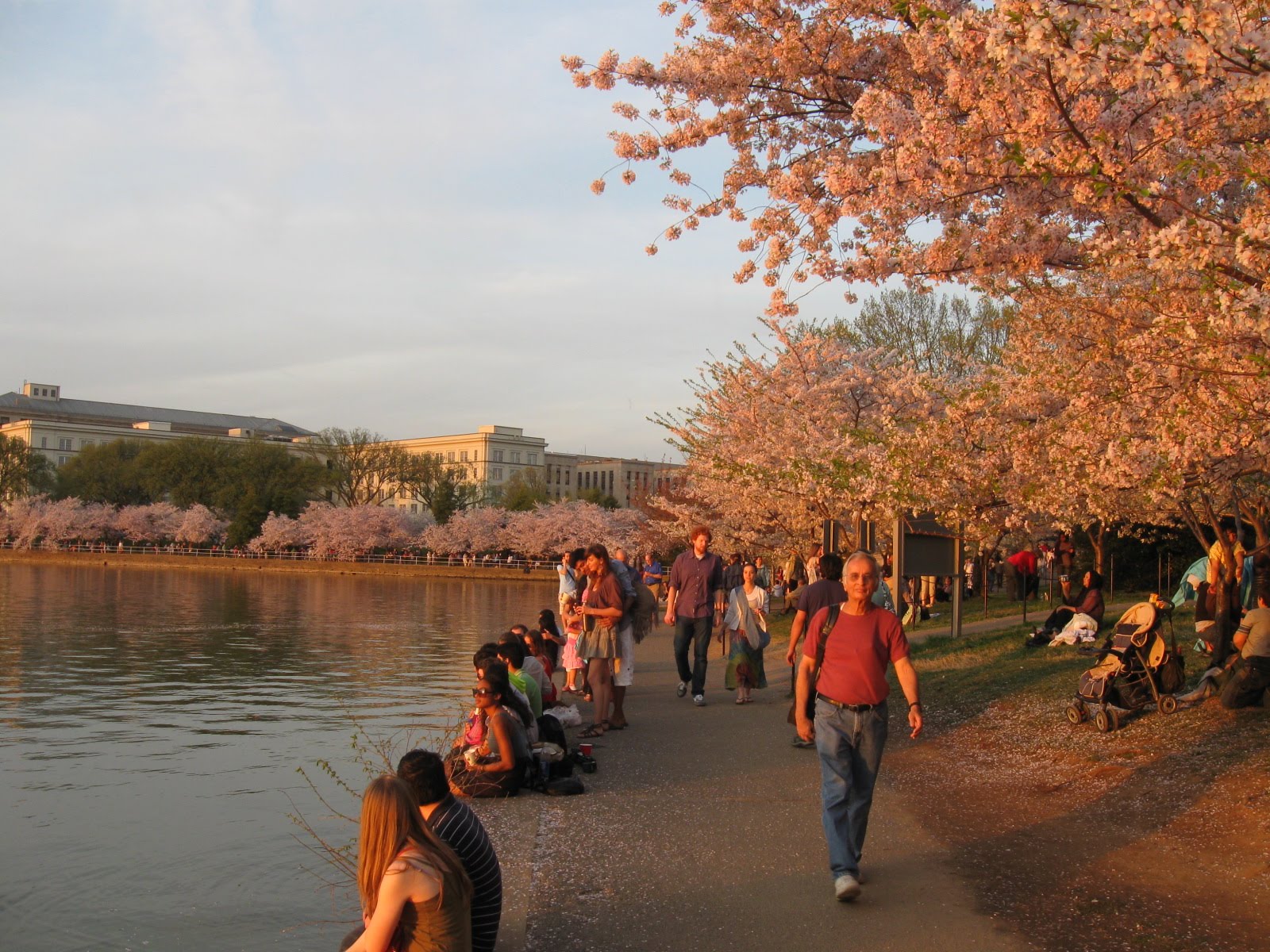 kojihashi at Seattle National Cherry Blossom Festival