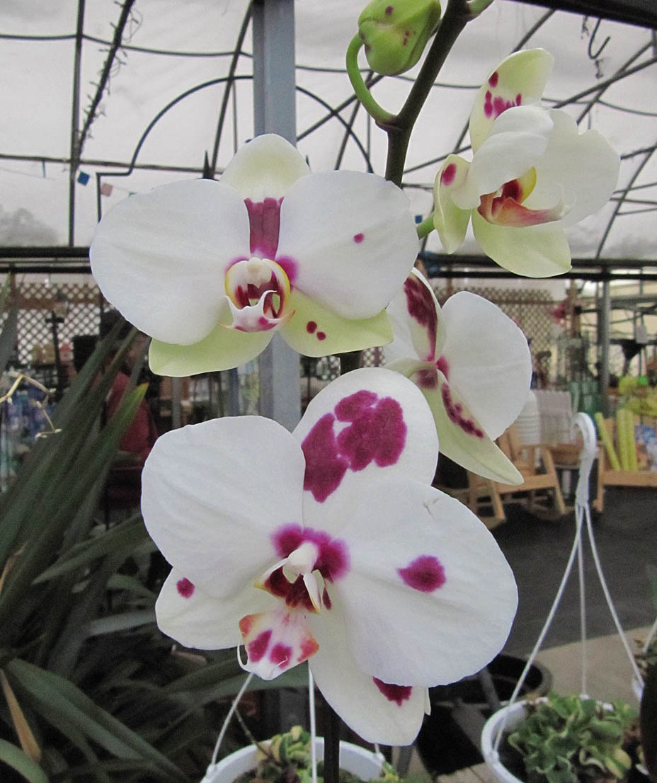How to Repot Orchids into Sphagnum Moss  Step by Step - Potting Up Species  and Novelty Phalaenopsis 