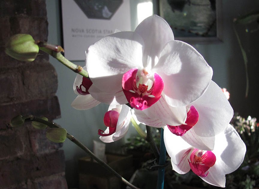 How to Repot Orchids into Sphagnum Moss  Step by Step - Potting Up Species  and Novelty Phalaenopsis 