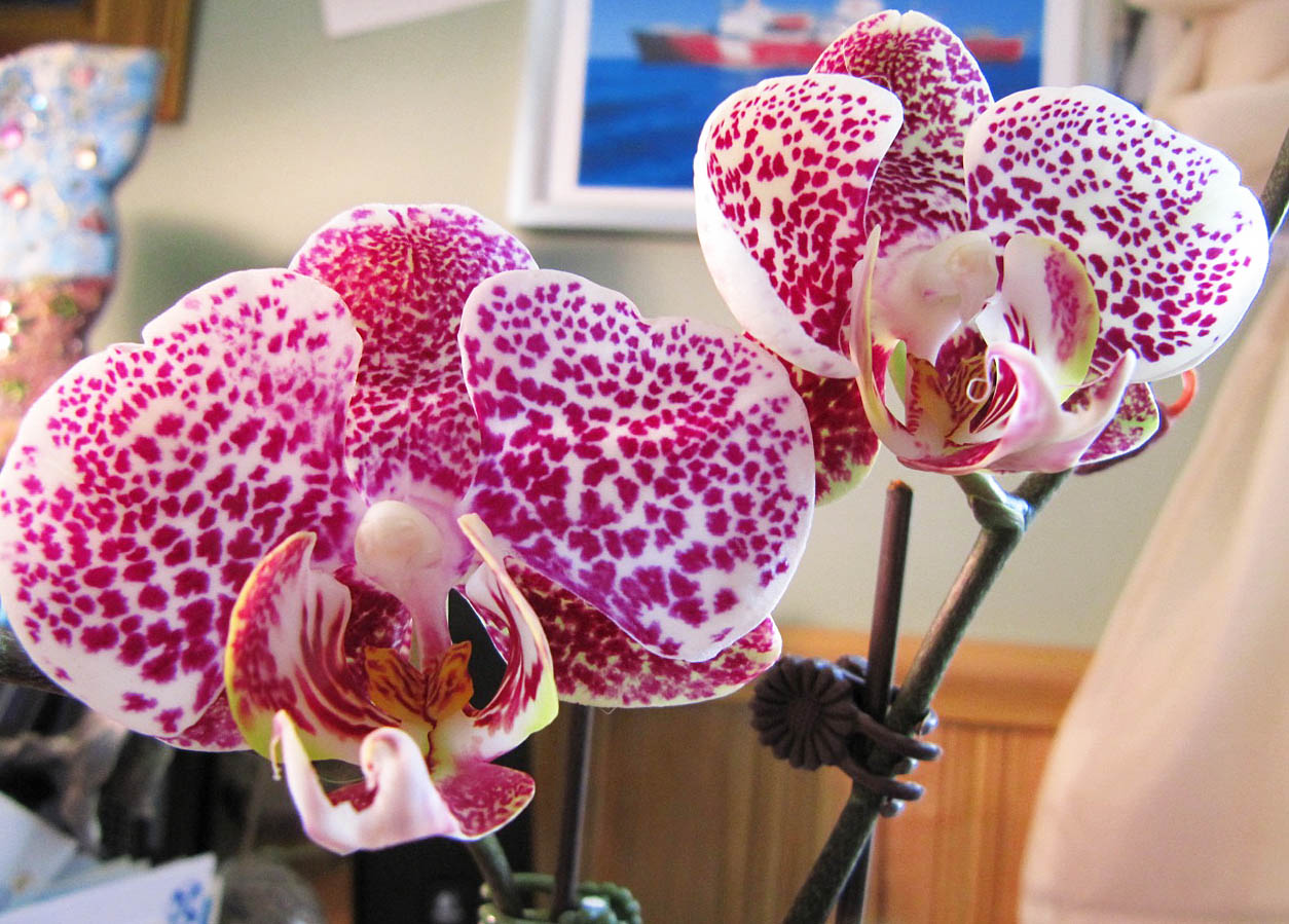 Bloomingwriter Gardening in Nova Scotia The garden of indoors