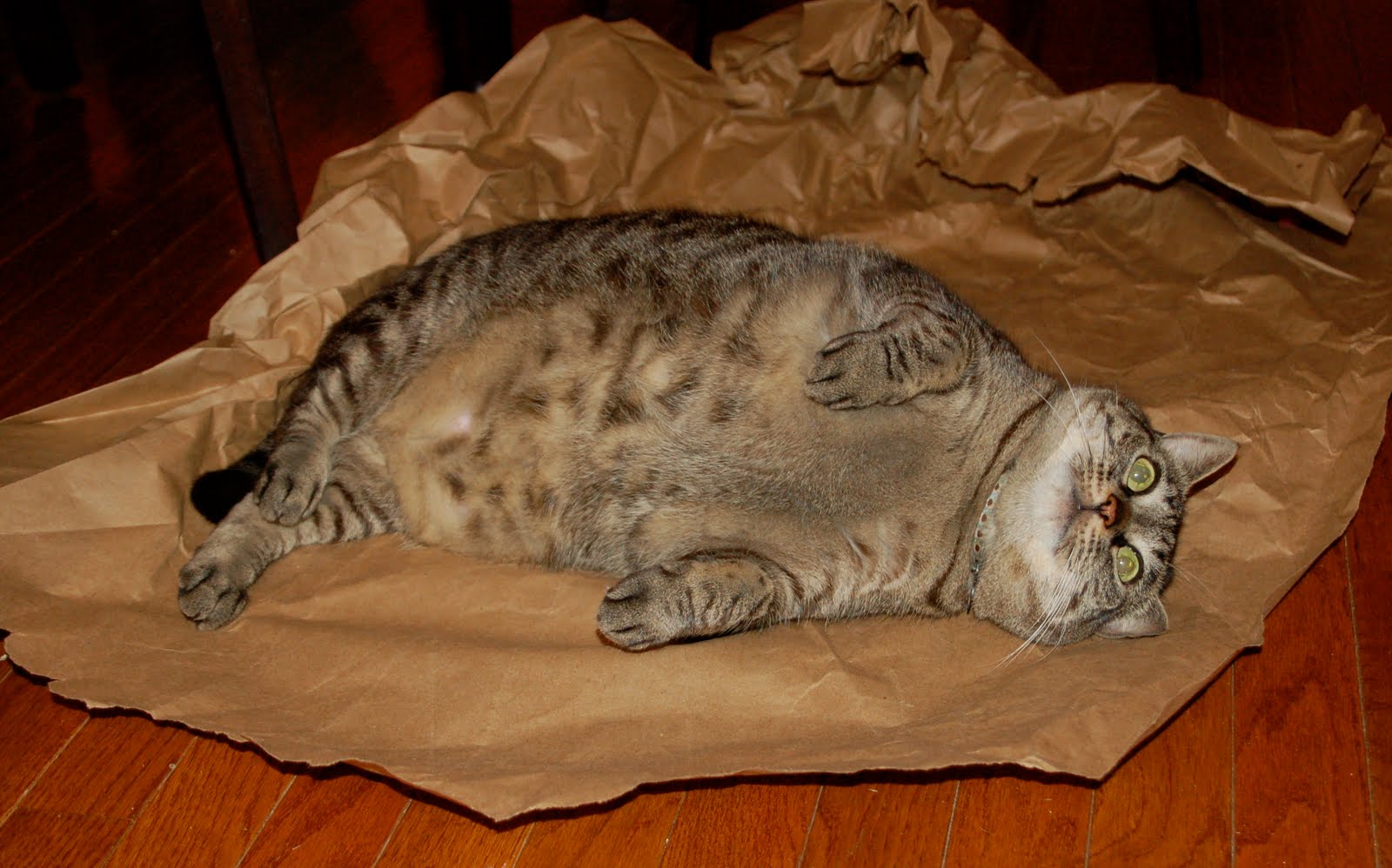 Coffee with Cats How to Make a Cat Burrito