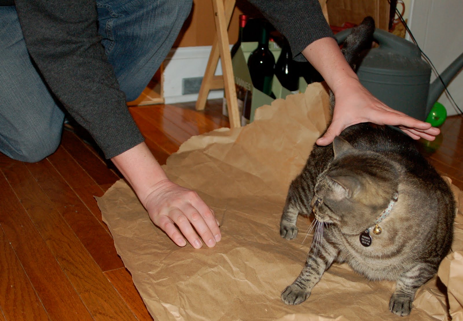 Coffee with Cats How to Make a Cat Burrito