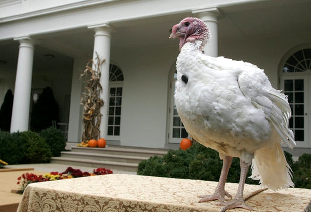 [bush_pardons_turkey_3.jpg]