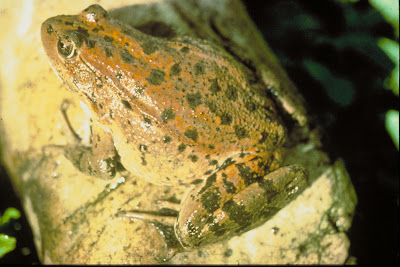 Northern Red-legged Frog (Rana aurora aurora)