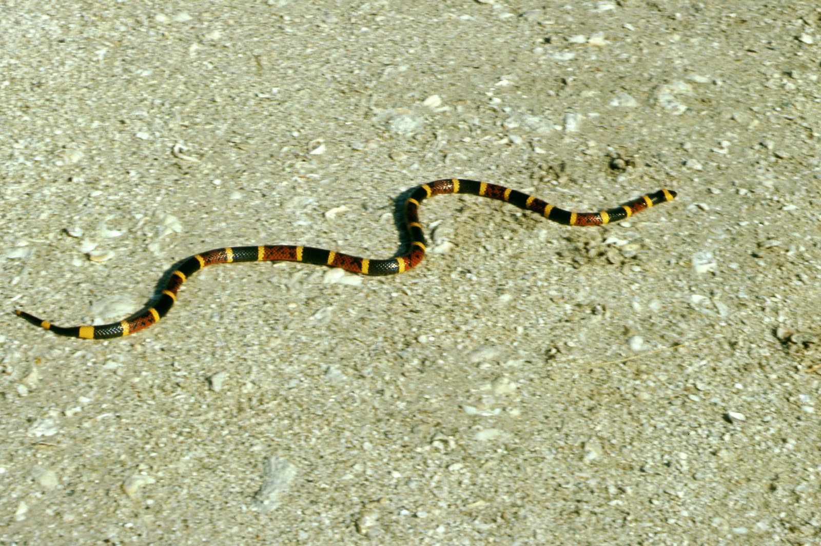 [coral_snake.jpg]