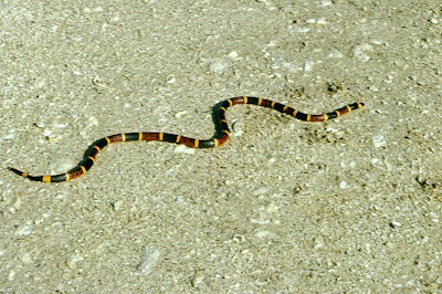 Coral snake (Micrurus fulvius tenere)