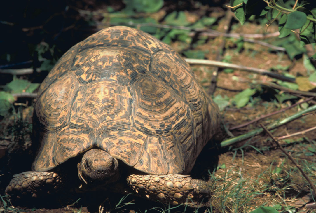 [reptiles_leopard_tortoise.jpg]