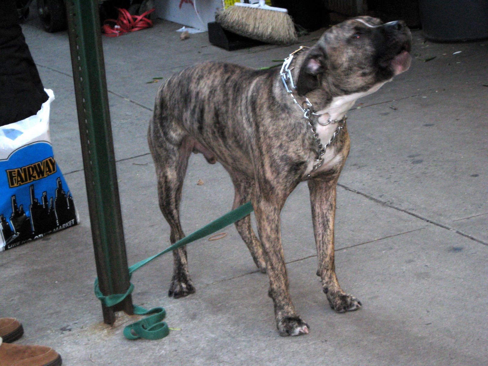 [american_staffordshire_terrier.jpg]