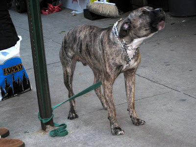 American Staffordshire Terrier