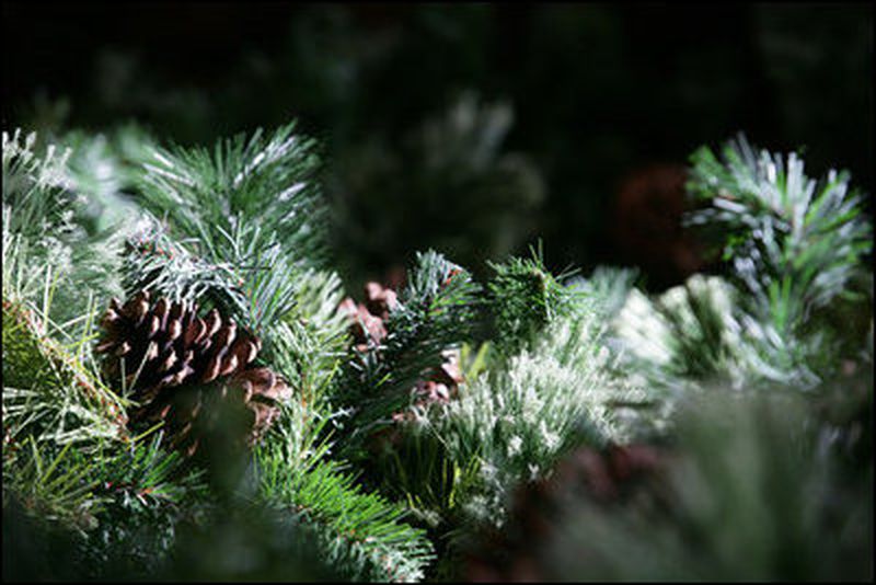 [christmas_pinecone_evergreen_2.jpg]