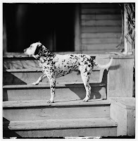 the Dalmation, Library of Congress, Prints & Photographs Division, Civil War Photographs, [reproduction number, LC-DIG-cwpb-01995.]
