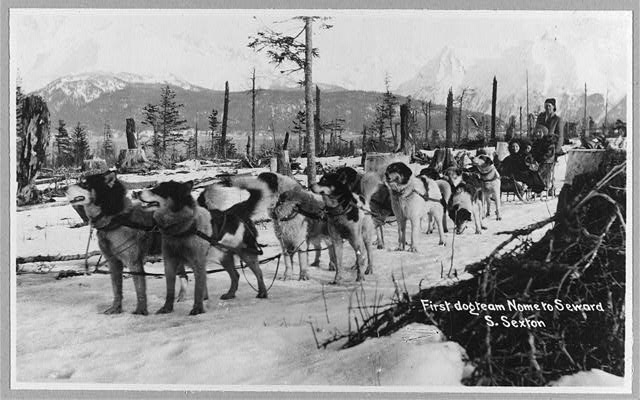 [dogs_cats_dog_team.jpg]