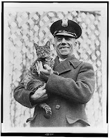 Tige the White House cat