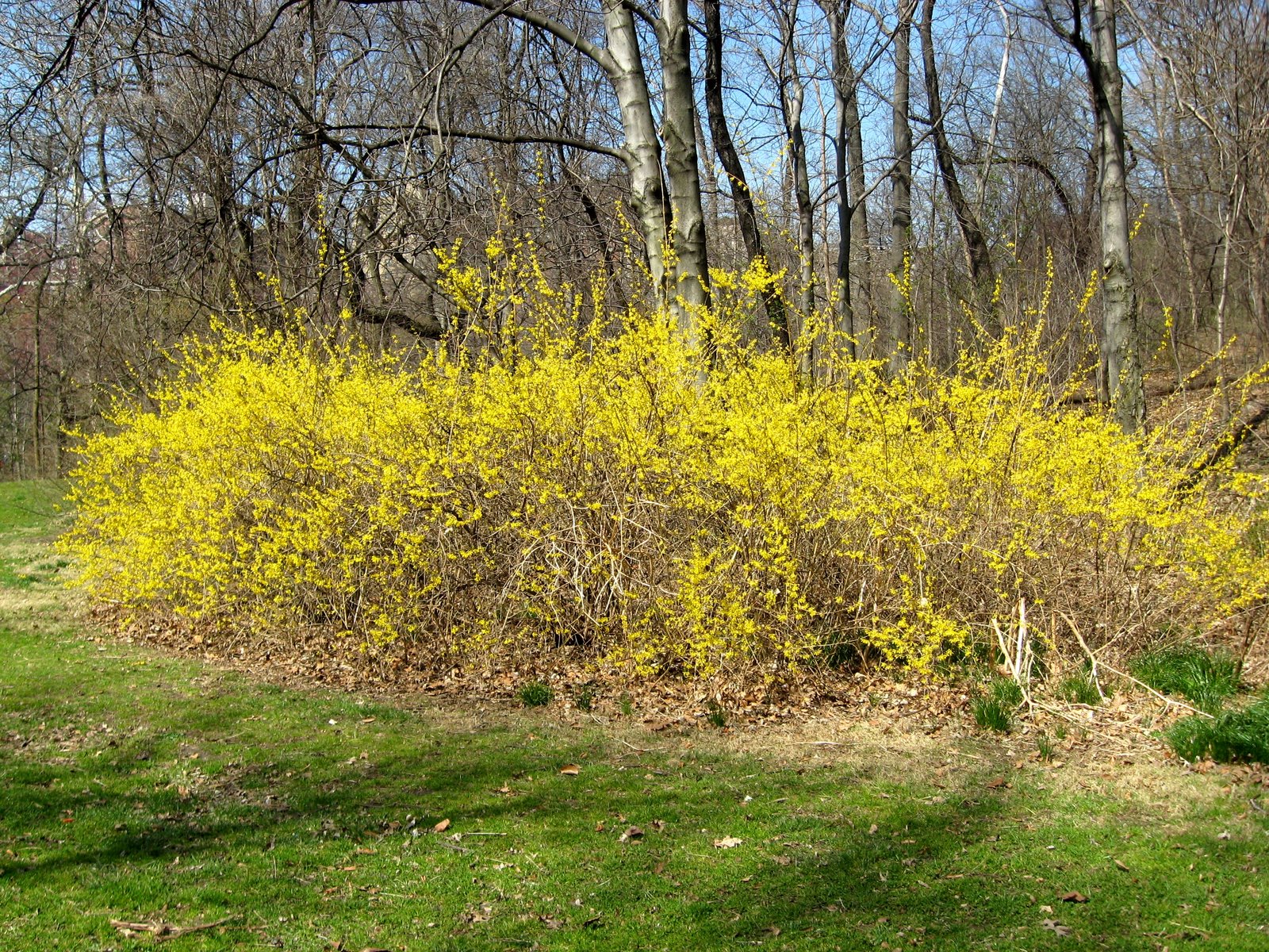 [forsythia.jpg]