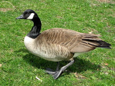 Canada Goose (Branta canadensis)