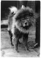Chow(?) dog, Credit Line: Library of Congress, Prints & Photographs Division, [reproduction number, LC-USZ62-97420]