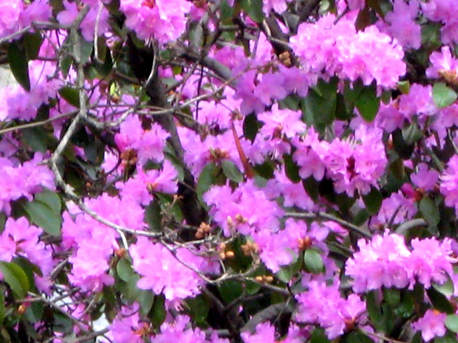 [pink_azaleas.jpg]