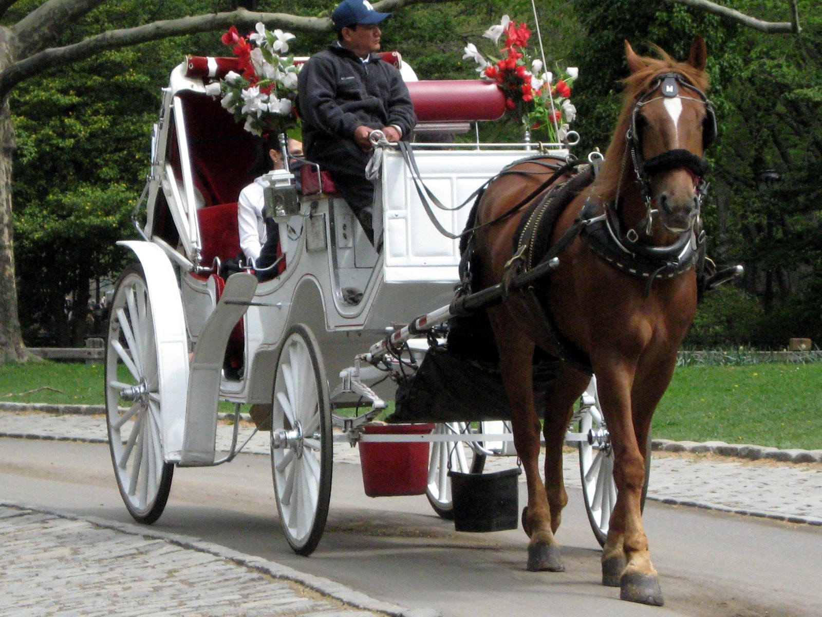 [carriage_horses_2.jpg]
