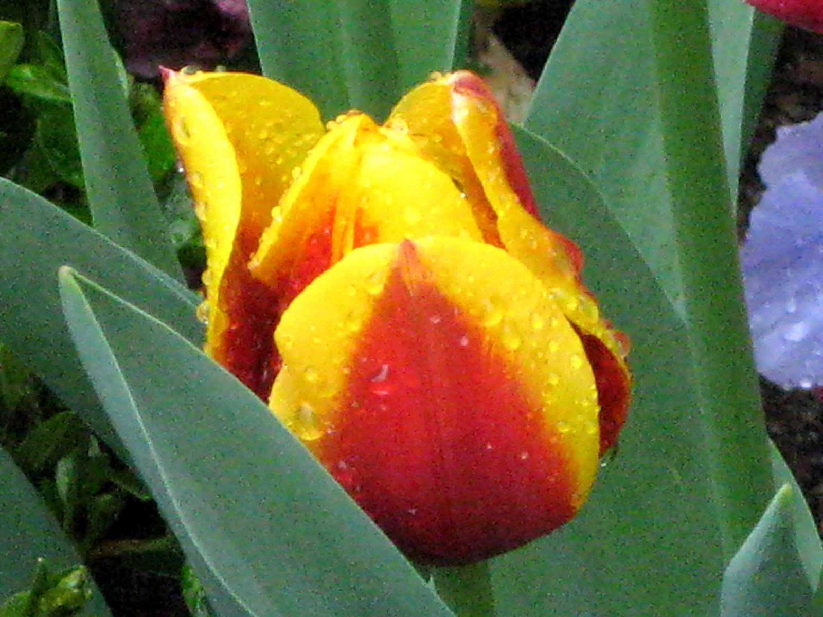 [red_and_yellow_tulip.jpg]