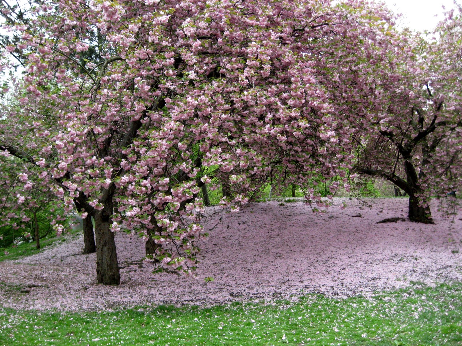 [cherry_blossom_fallen.jpg]