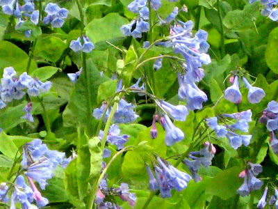 Virginia Bluebell