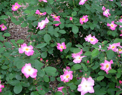 Wild Rose (Rosa virginiana)