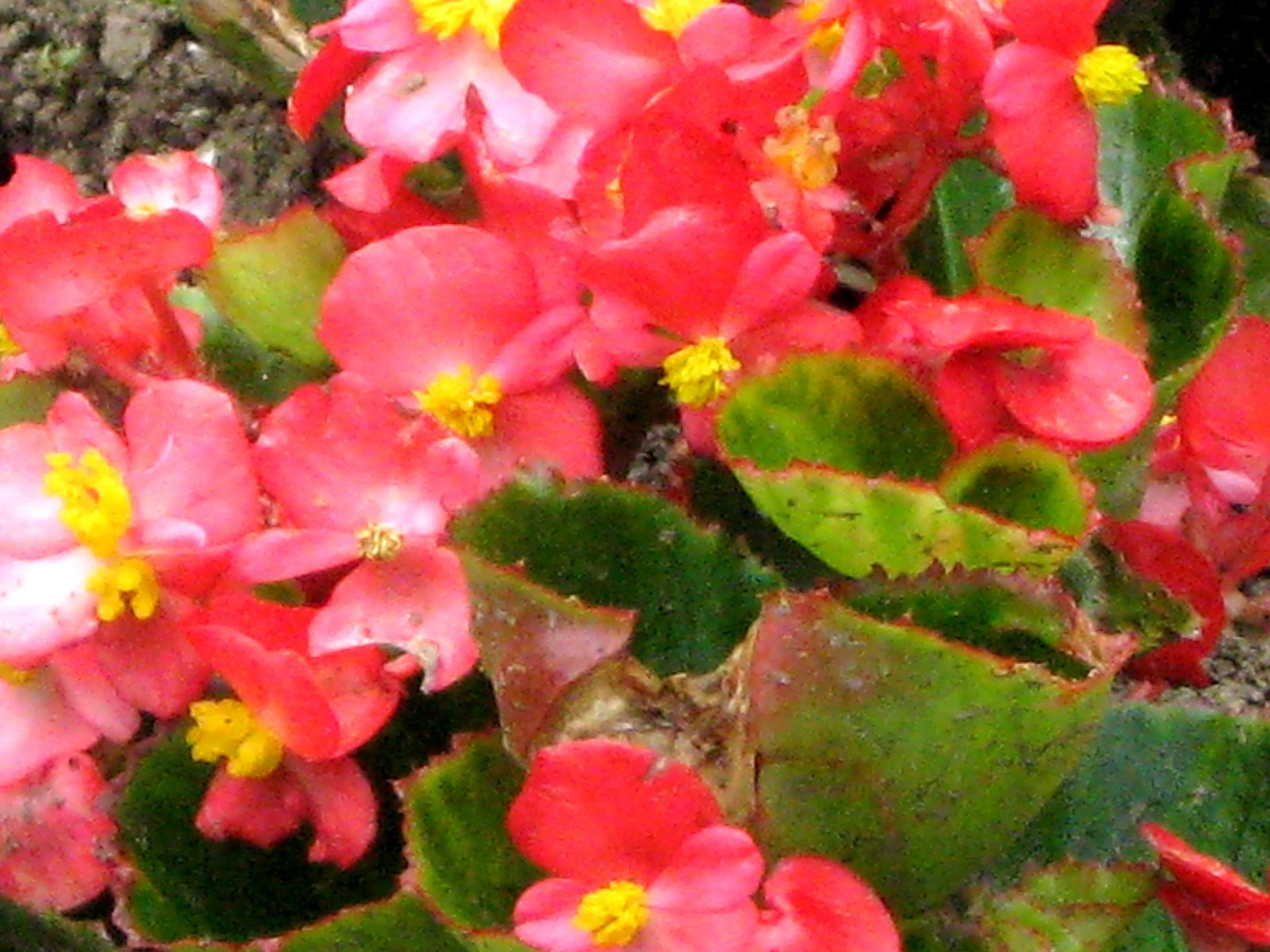 [red_+begonias_2.jpg]