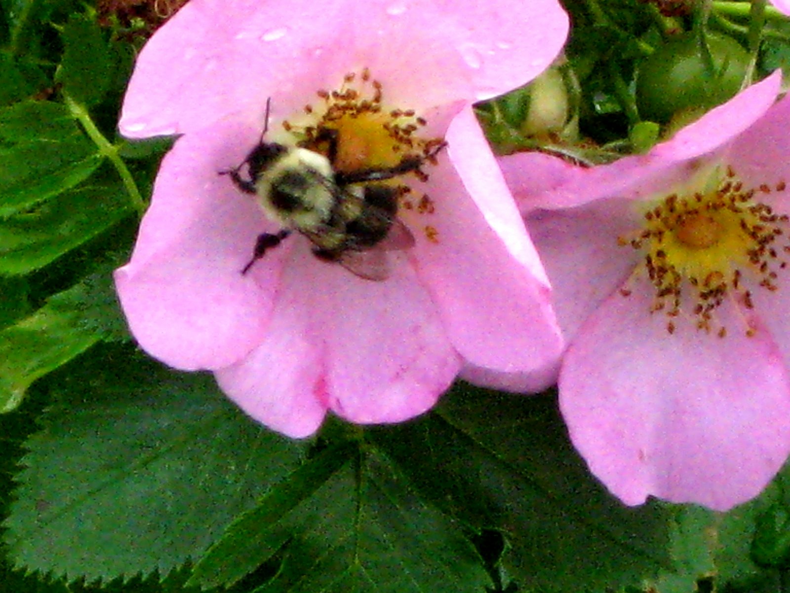 [bee_pollenating_2.jpg]