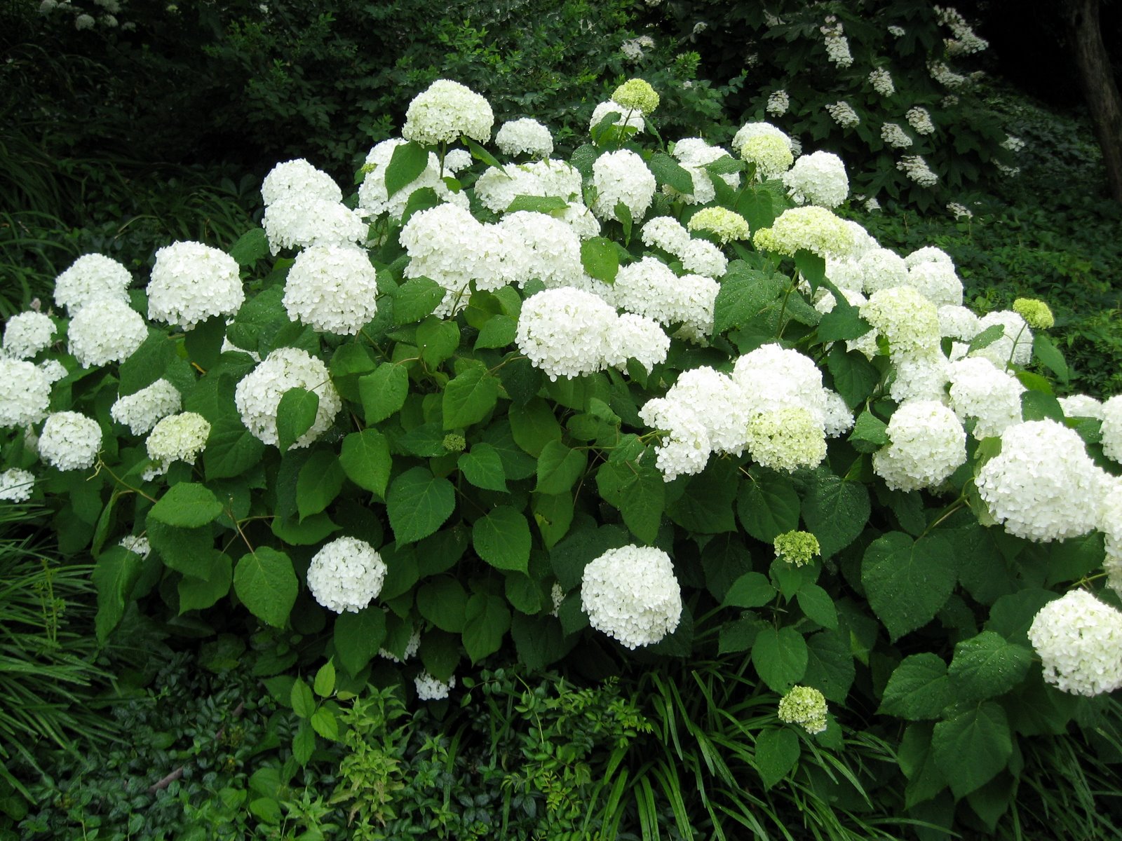 [hydrangea_2.jpg]