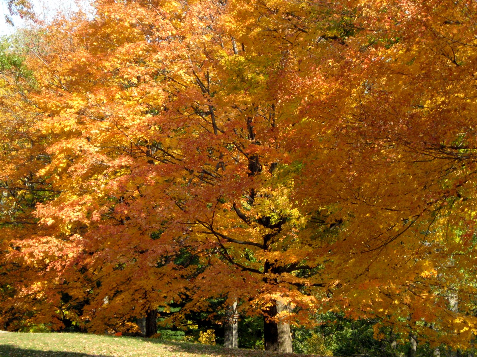 [trees_fall_colors.jpg]