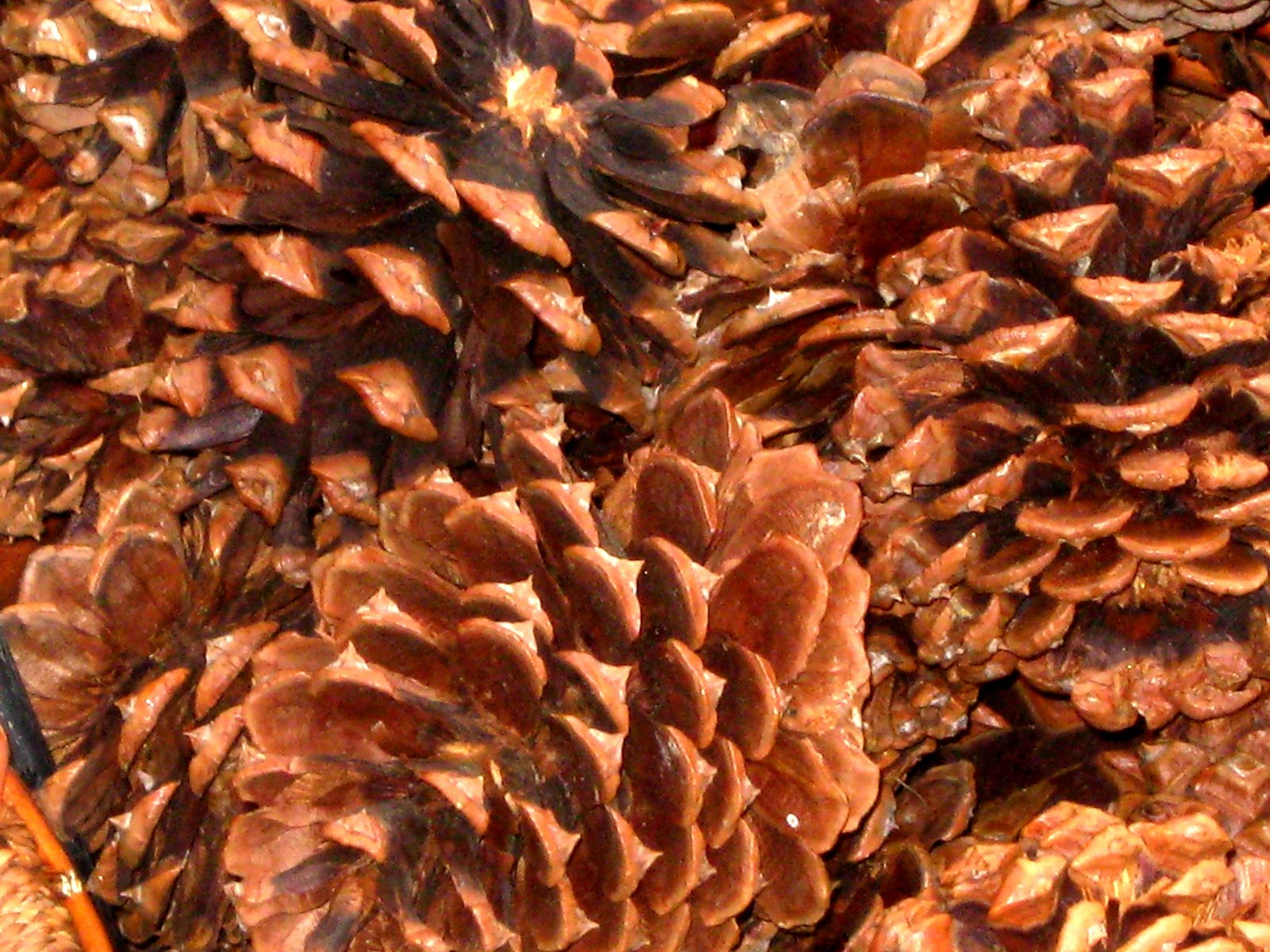 [pine_cones.jpg]