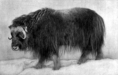 Lunar New Year of the Ox