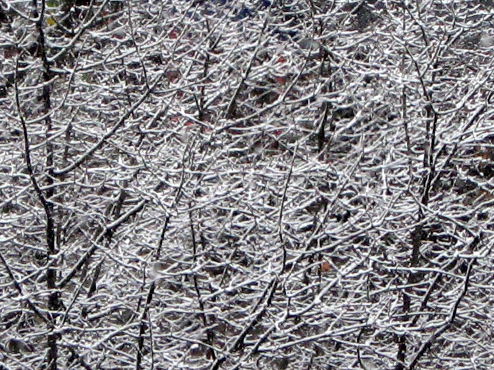 [winter_trees_3.jpg]