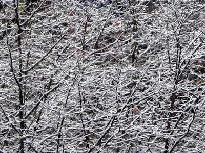Winter Trees Snow Covered