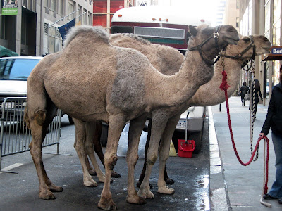 Camels  Radio City Music Hall Christmas Show