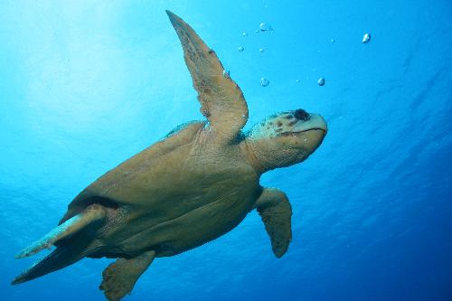 [Loggerhead-sea-turtle.JPG]