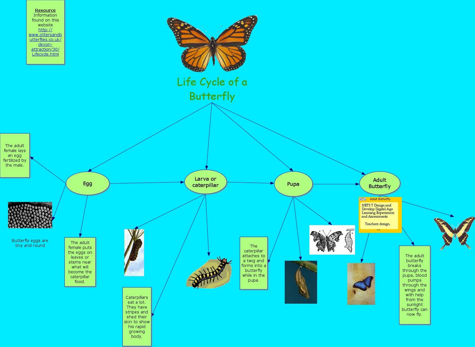 my-experience-in-486-inspiration-software-life-cycle-of-a-butterfly