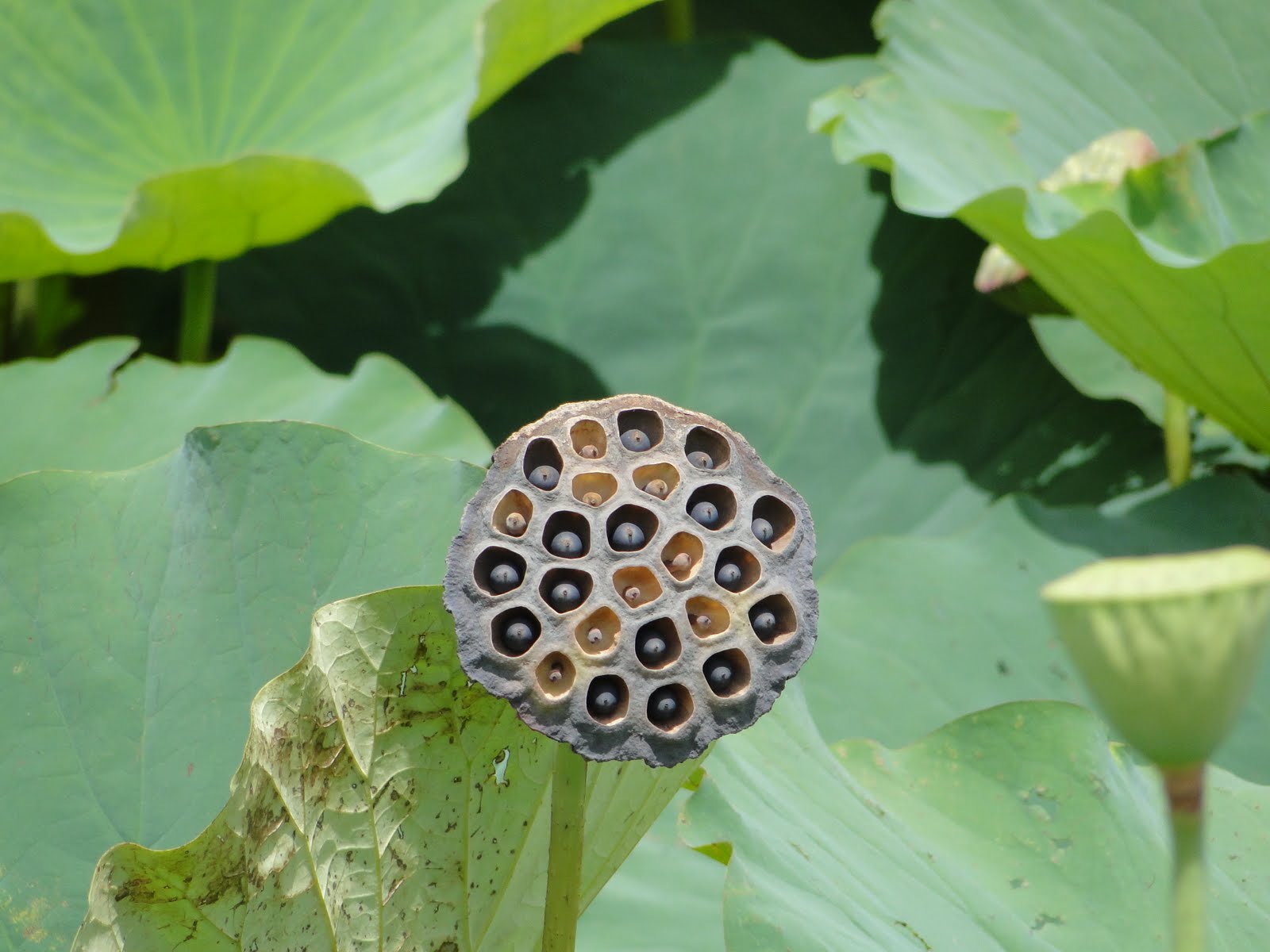 Cantos e Encantos A bela e