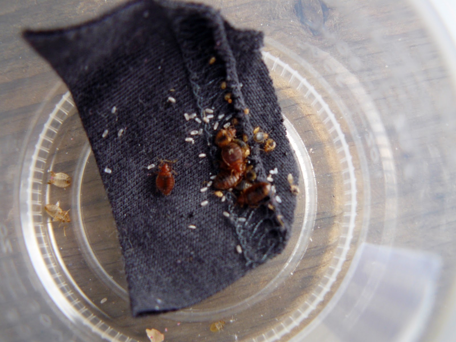 forever amp yesterday bed bugs 29 365 bed bug eggs
