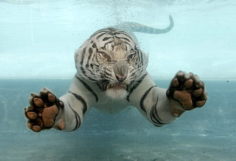 white tigers underwater