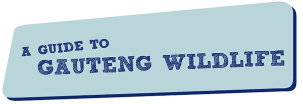 GUIDE TO GAUTENG WILDLIFE