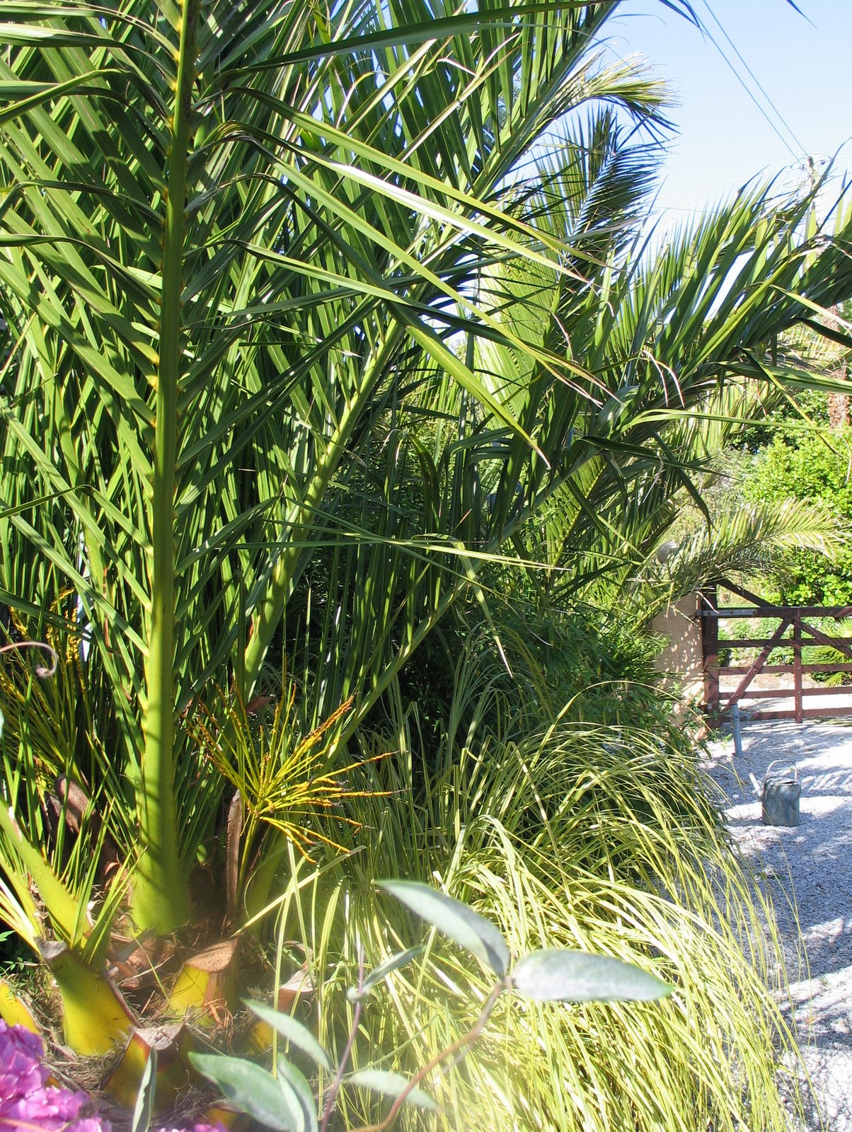 [DATE+PALMS.jpg]