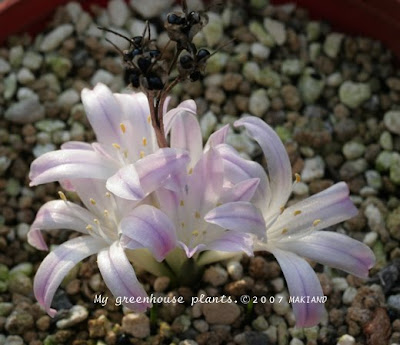 Albuca namaquensis, Worcester, RSA