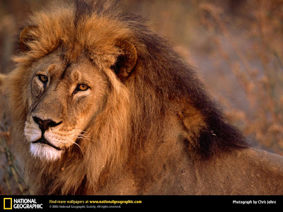 African Lion Closeup Desktop Wallpaper
