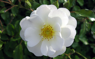 White Rose Desktop Wallpaper