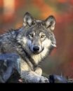 [canis_lupus.jpg]