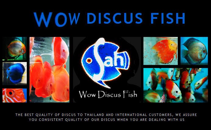 Wow Discus Fish