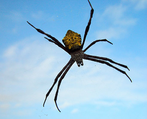 [10-funny-animal-inspired-cocktail-names-barking-spider-ss.jpg]