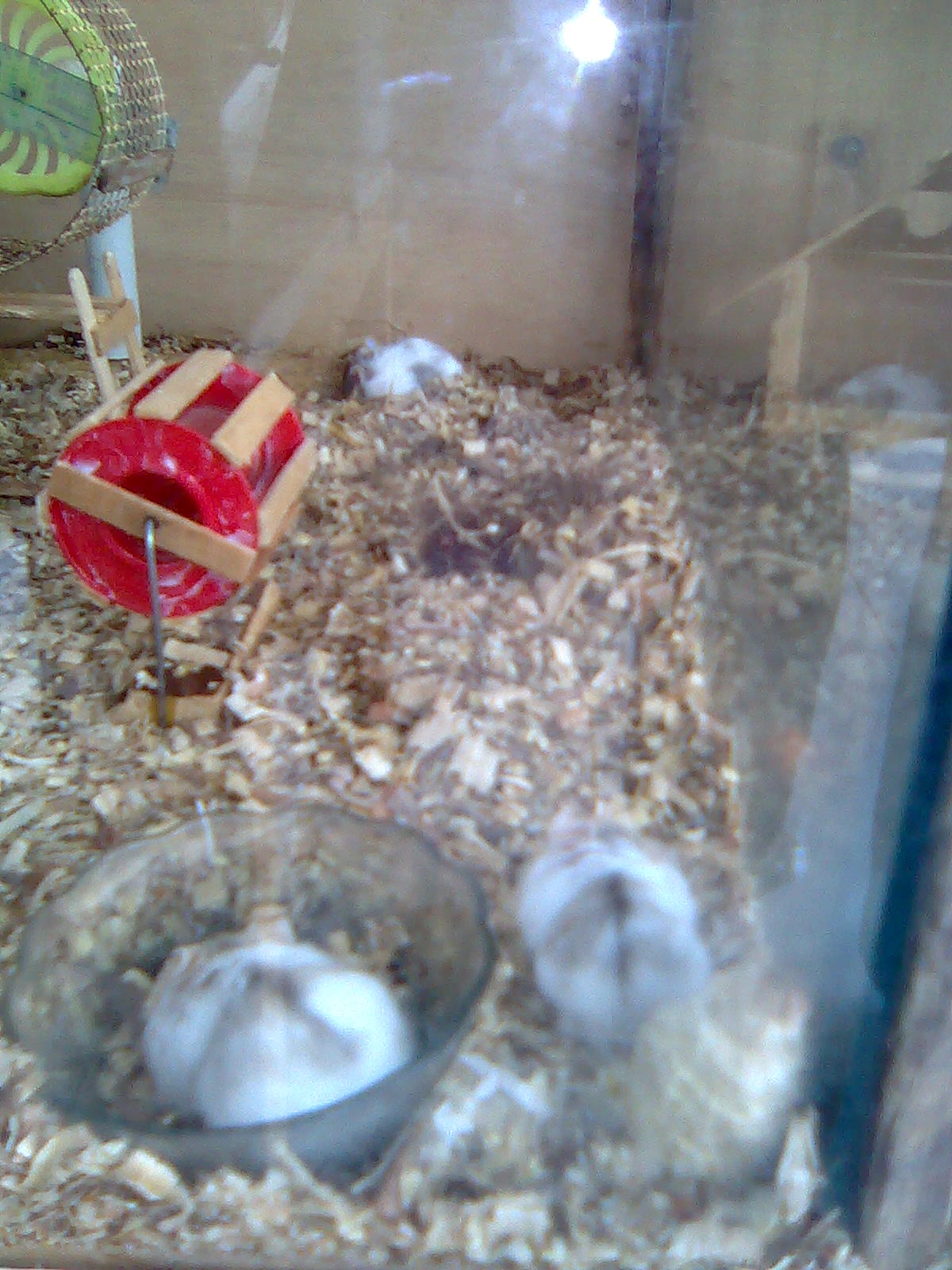 Hamster Campbell: Hamster Campbell